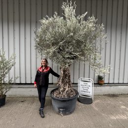 Ancient Olive Tree