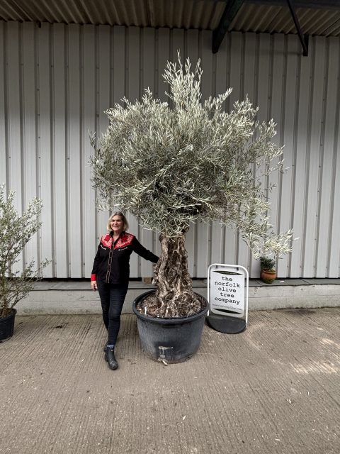 Ancient Olive Tree