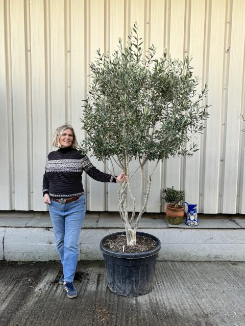 Italian Olive Tree for sale