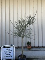 Leccino Olive tree