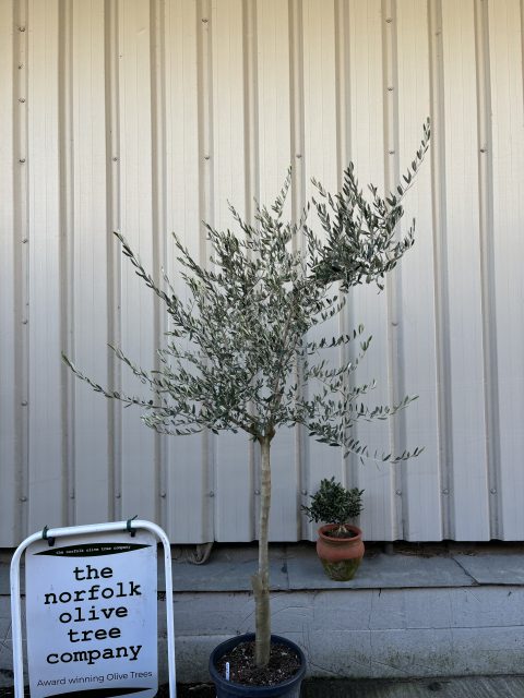 Leccino Olive tree