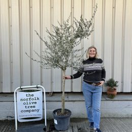 Leccino Olive tree