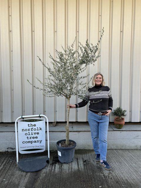 Leccino Olive tree