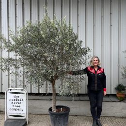 Smooth stem Olive tree