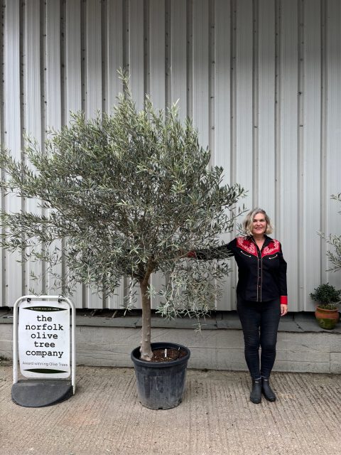 Smooth stem Olive tree