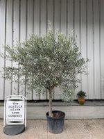 Smooth stem Olive tree
