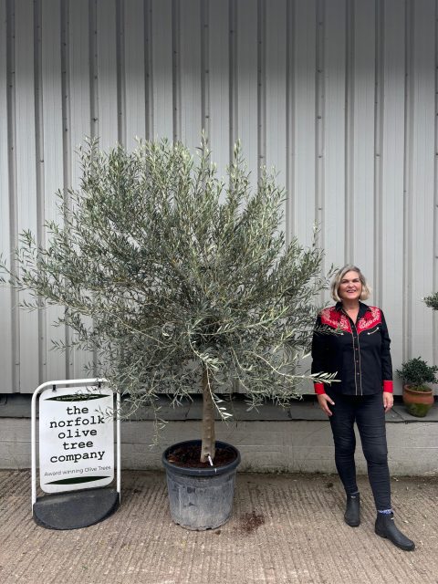 Smooth stem Olive tree