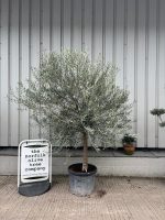 Smooth stem Olive tree