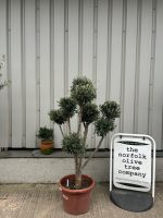 Pom Pom Olive Tree for sale