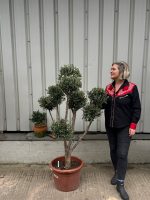 Pom Pom Olive Tree for sale