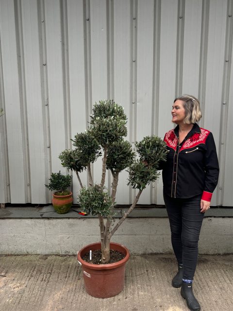 Pom Pom Olive Tree for sale