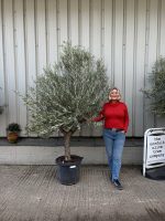 Hojiblanca Olive tree