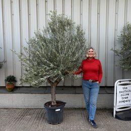 Hojiblanca Olive tree