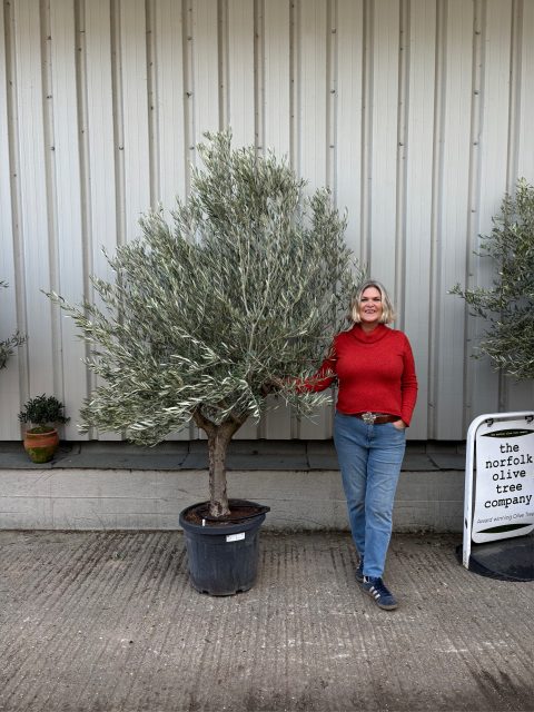 Hojiblanca Olive tree