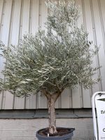 Hojiblanca Olive tree