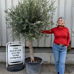 Smooth stem Olive tree- delivery included