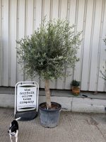 Smooth stem Olive tree