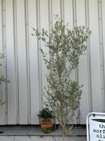 Wild Olive Tree - Oleaster variety.