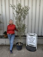 Wild Olive Tree - Oleaster variety.