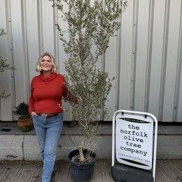 Wild Olive Tree - Oleaster variety.