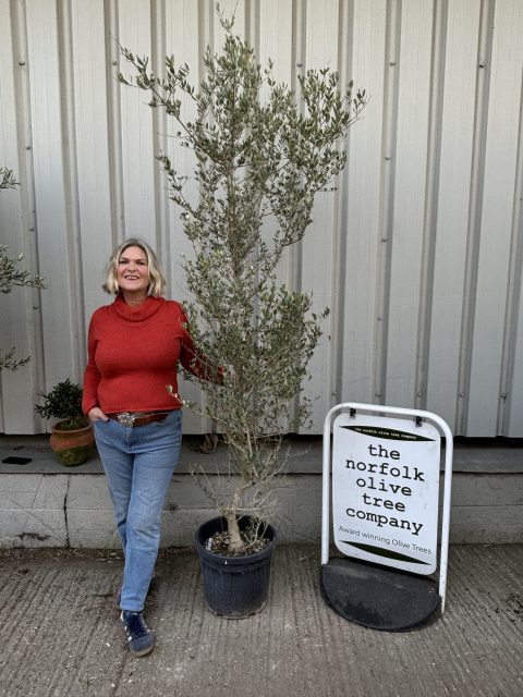 Wild Olive Tree - Oleaster variety.