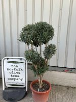 Topiary tree