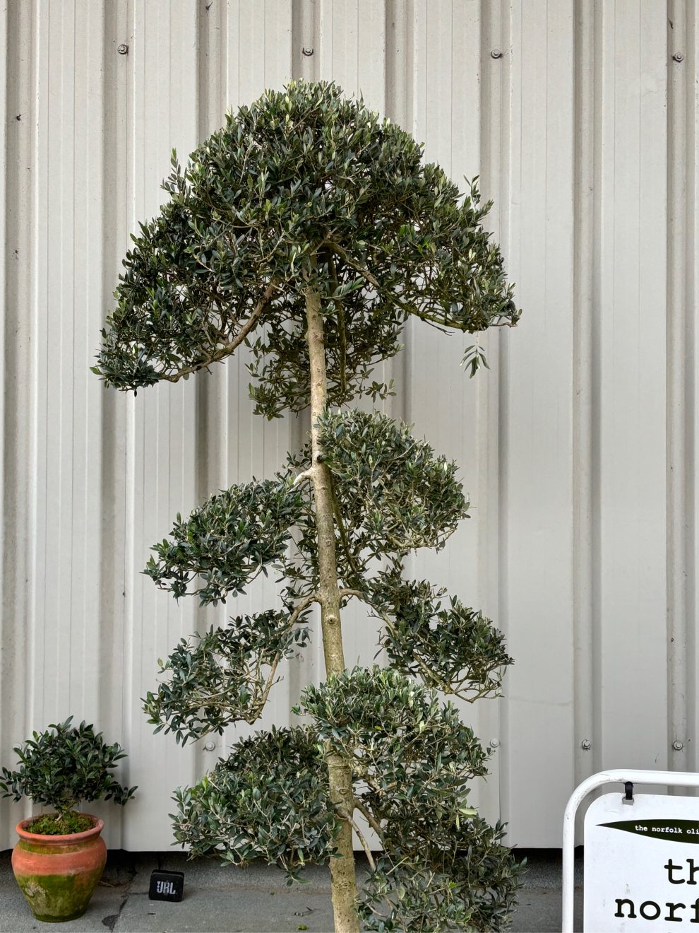 Japanese cloud tree. - The Norfolk Olive Tree Company