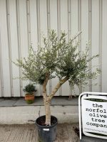 Vase shaped Olive tree