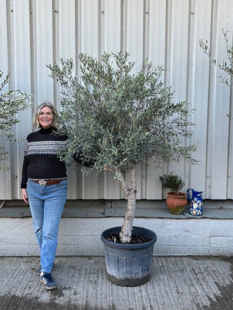 Arbequina olive tree