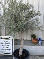 Arbequina olive tree