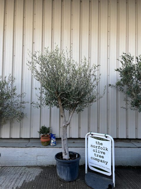 Arbequina olive tree