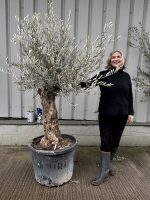 Charming gnarled Olive tree