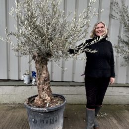 Charming gnarled Olive tree