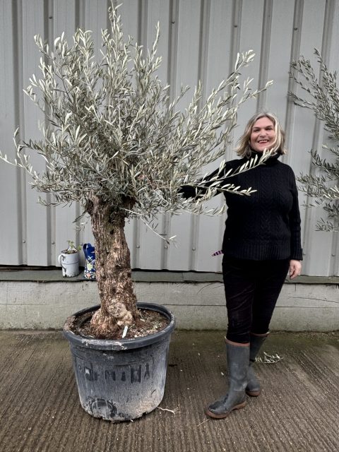 Charming gnarled Olive tree