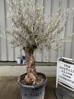 Charming gnarled Olive tree