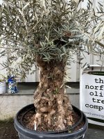 Small gnarled Olive tree