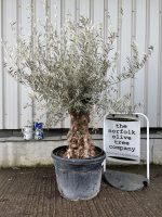 Small gnarled Olive tree