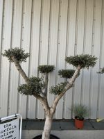 Niwaki cloud Olive tree