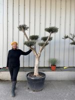 Niwaki cloud Olive tree