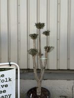 Niwaki cloud Olive Tree