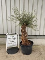 Small gnarled Olive tree