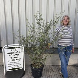 Wild Olive Tree - Oleaster variety. Free delivery.