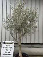 Branched Olive Tree