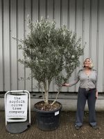 ‘Parachute’ pruned Italian Olive tree