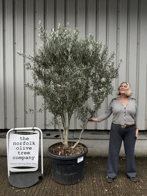 ‘Parachute’ pruned Italian Olive tree