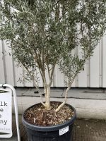 ‘Parachute’ pruned Italian Olive tree