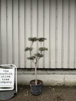 Niwaki cloud Olive Tree