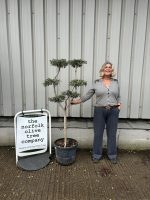 Niwaki cloud Olive Tree