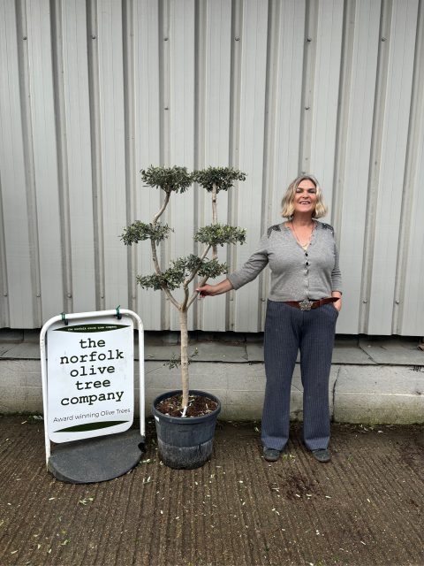Niwaki cloud Olive Tree