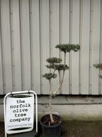 Niwaki cloud Olive Tree